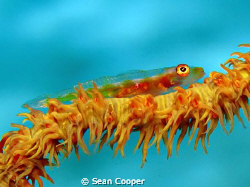 Whip coral goby, taken at Marsa Bareike - Canon G10 with ... by Sean Cooper 